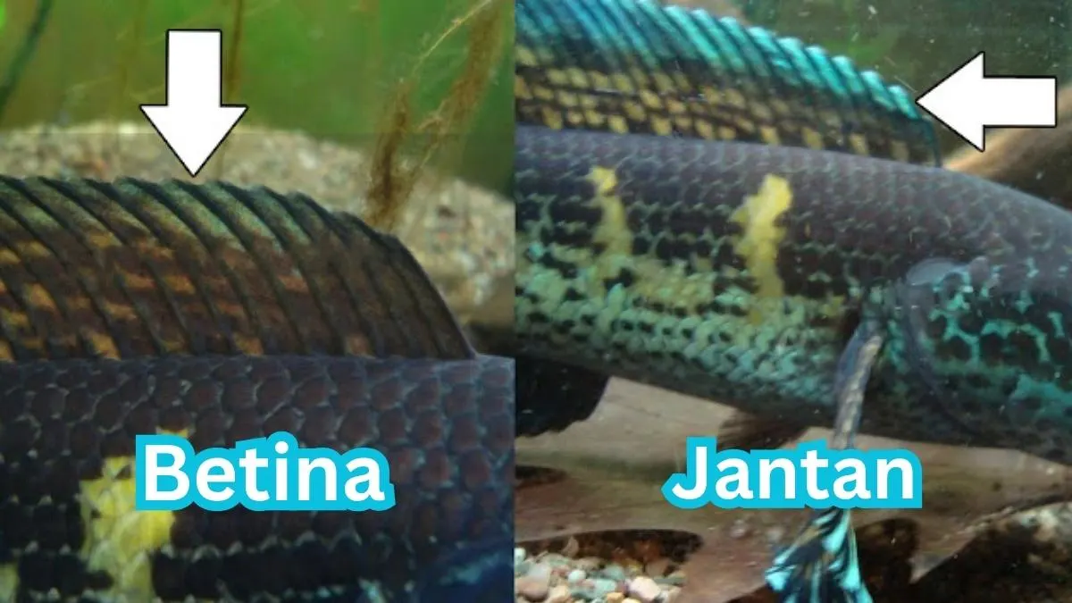 Gambar perbedaan channa jantan dan betina dilihat dari dorsal