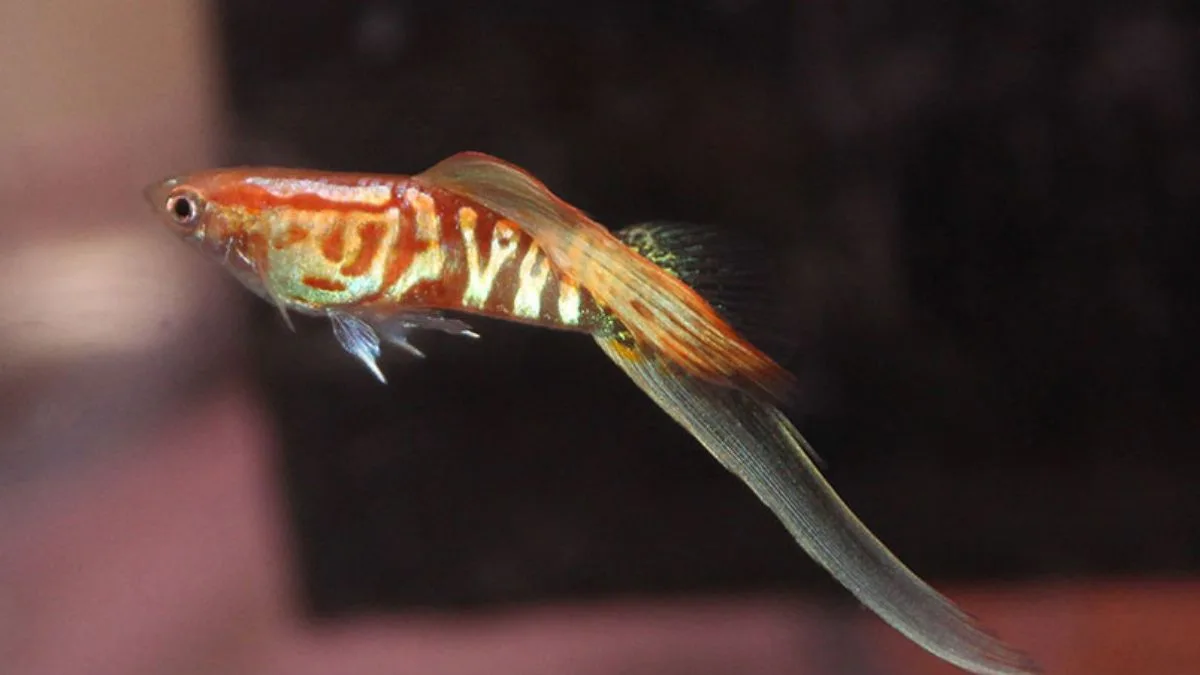 Ilustrasi gambar guppy bottom swordtail