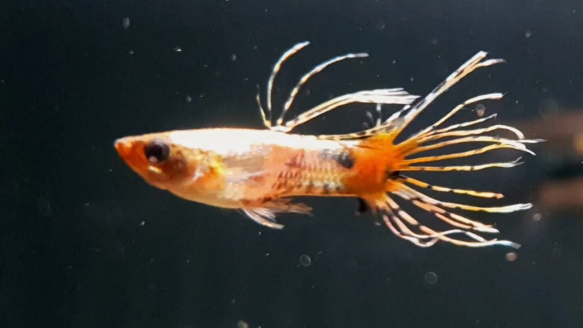 Ilustrasi jenis ikan guppy crowntail