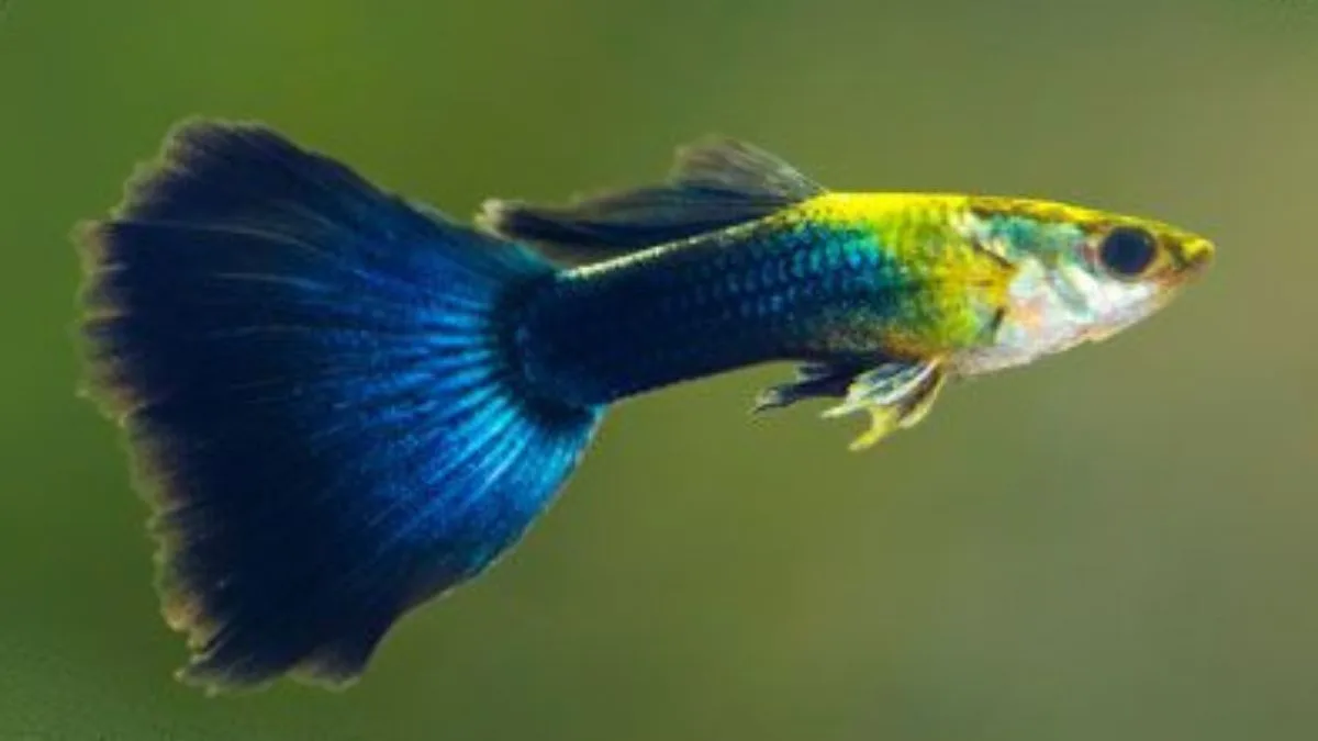 Gambar ikan guppy deltat tail biru