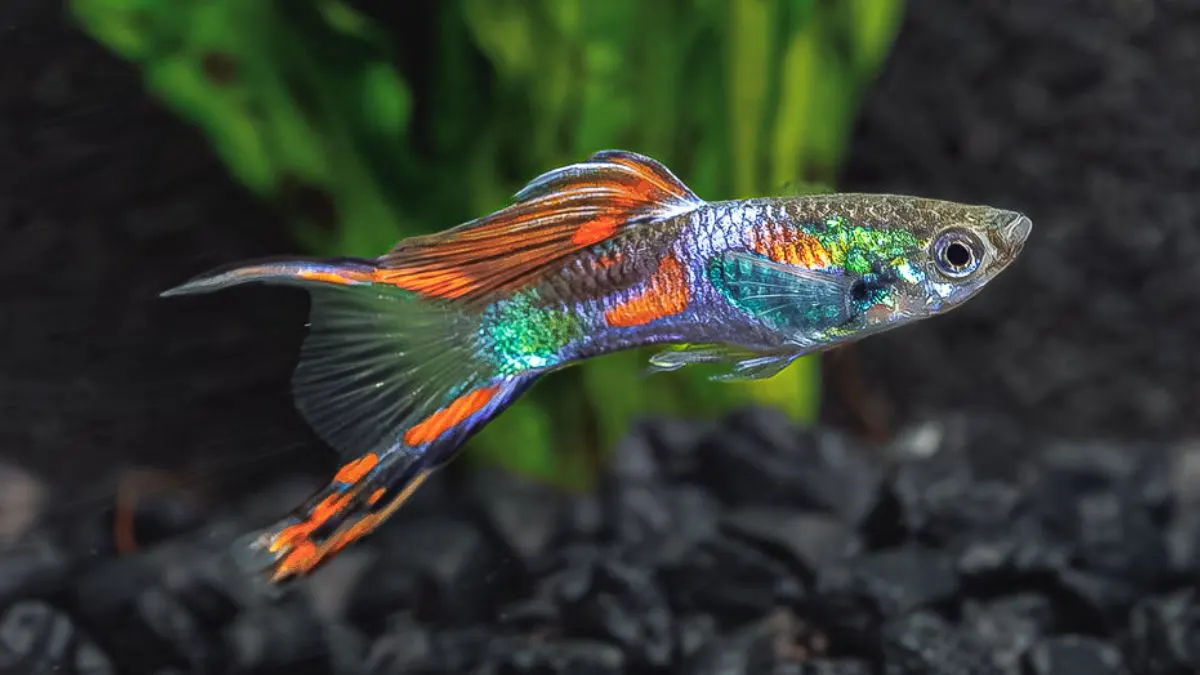 Gambar guppy double swordtail