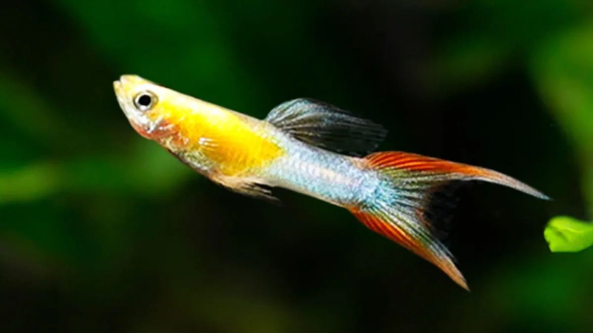 Ilustrasi gambar jenis ikan guppy doublesword