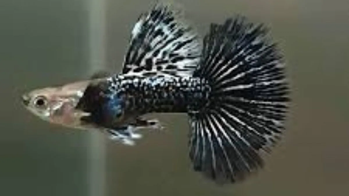 Gambar guppy halfmoon hitam