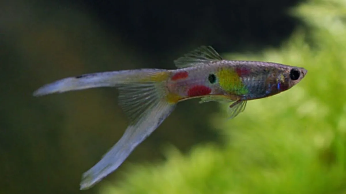 Ilustrasi jenis ikan guppy lyretail