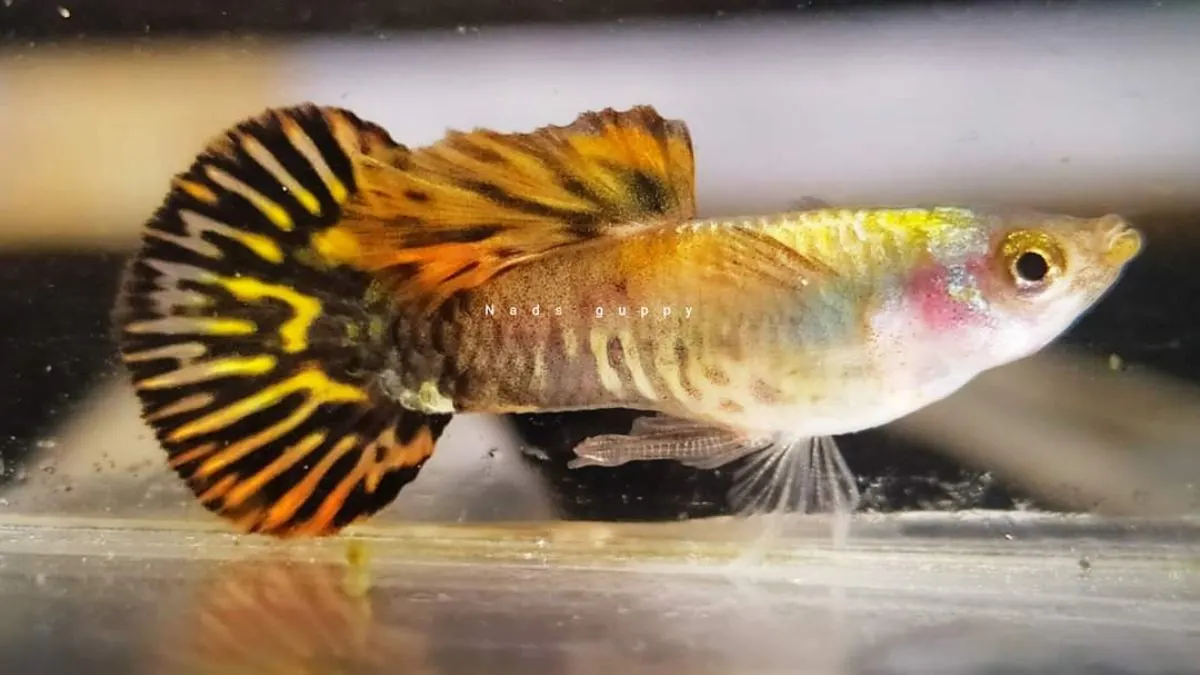 Ilustrasi jenis ikan guppy roundtail