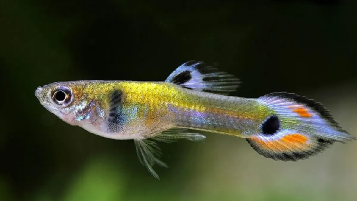 Ilustrasi jenis ikan guppy spadetail