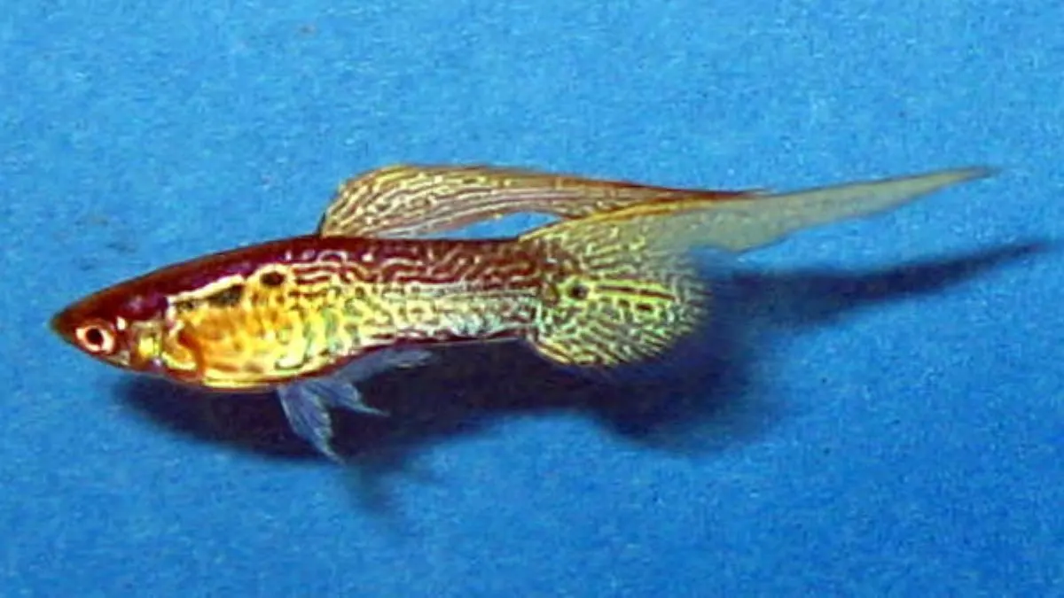 Gambar guppy top swordtail