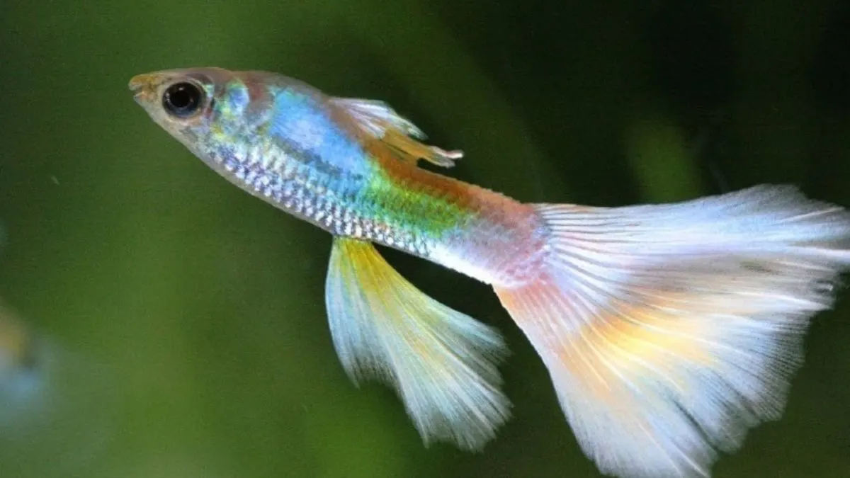 Ilustrasi jenis ikan guppy veiltail