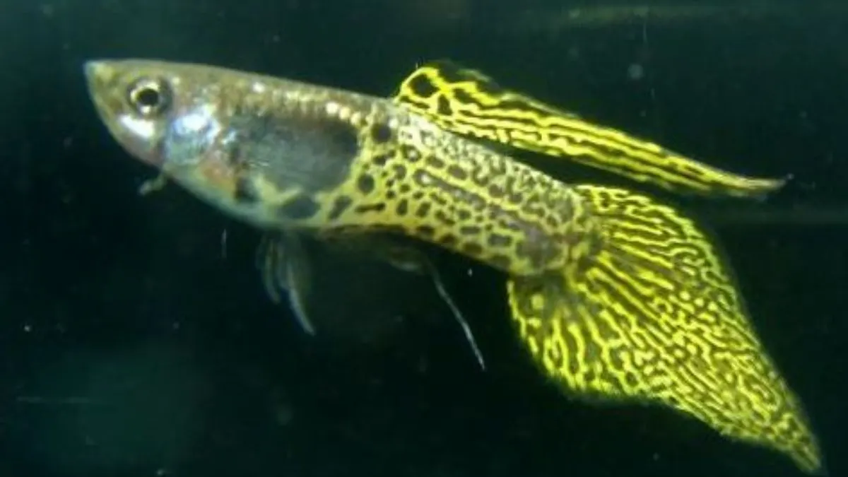 Gambar jenis ikan guppy speartail