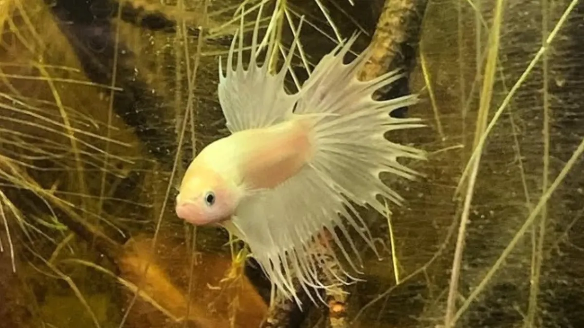 gambar-ikan-cupang-crowntail-double-ray-kuning Ilustrasi ikan cupang crowntail double ray kuning