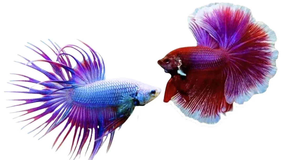 Ilustrasi gambar ikan cupang crowntail mascot dan ikan cupang halfmoon lavender