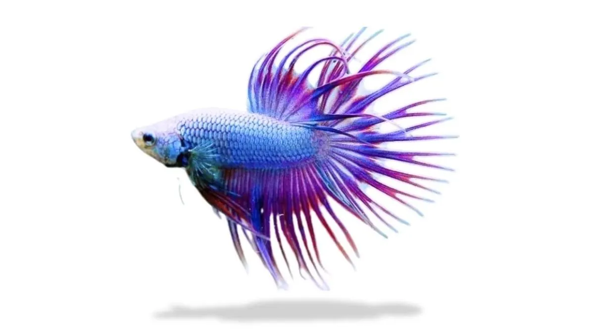 Gambar ikan cupang crowntail mascot