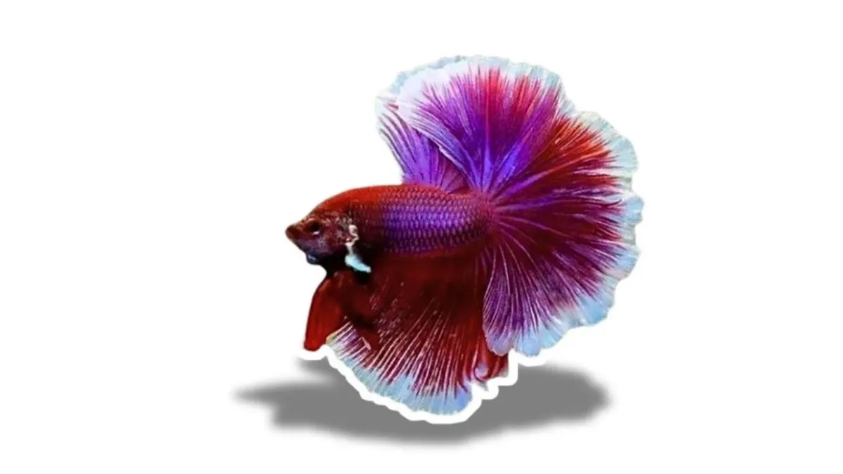 Ilustrasi gambar ikan cupang halfmoon lavender