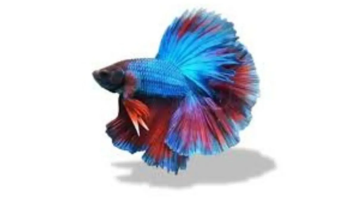 Ilustrasi gambar ikan cupang halfmoon rosetail