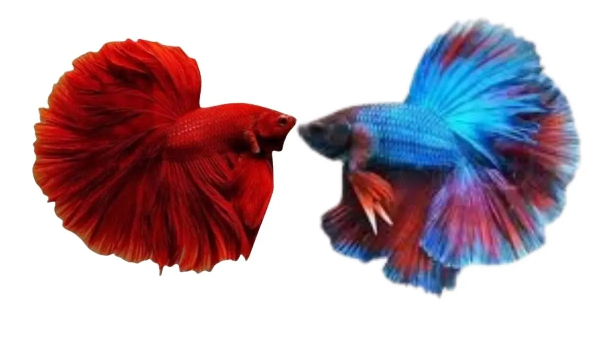 Ilustrasi ikan Cupang Halfmoon Super Red dan Cupang Halfmoon Rosetail