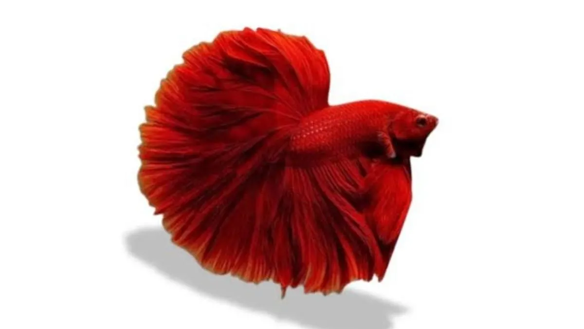 Ilustrasi ikan cupang halfmoon super red