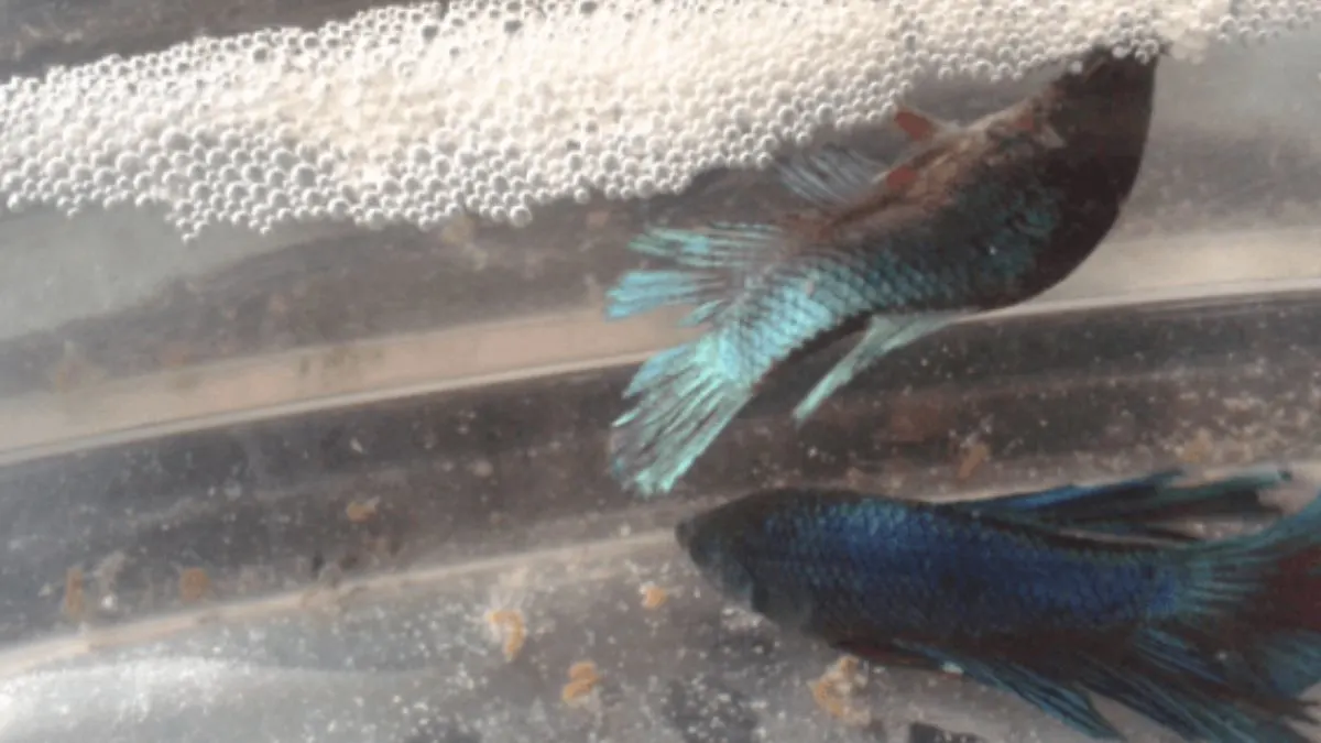 gambar-ikan-cupang-jantan-merawat-telurnya Ilustrasi ikan cupang jantan merawat telur