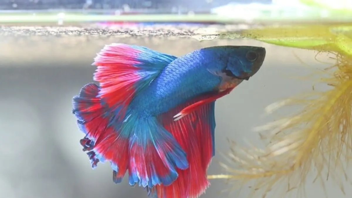 gambar-ikan-cupang-jantan Gambar ikan cupang siap pijah