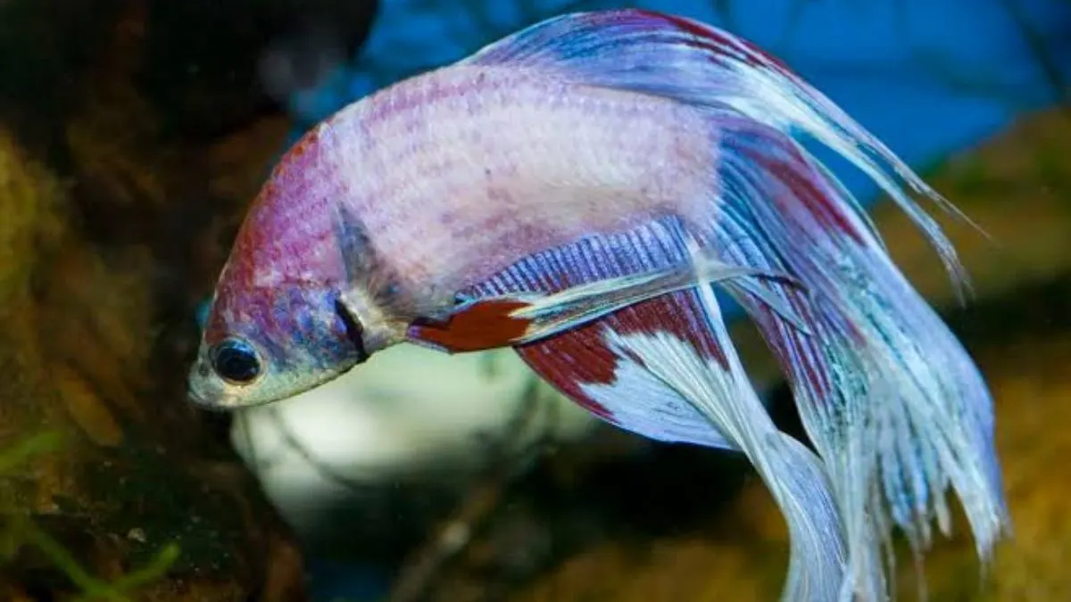 Ilustrasi ciri-ciri ikan cupang stres yang terlihat lemas dan siripnya kuncup