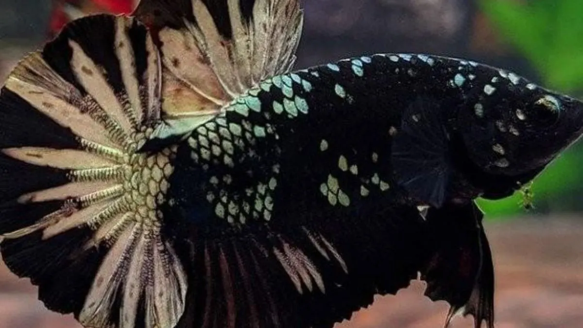 Gambar ikan cupang black samurai plakat