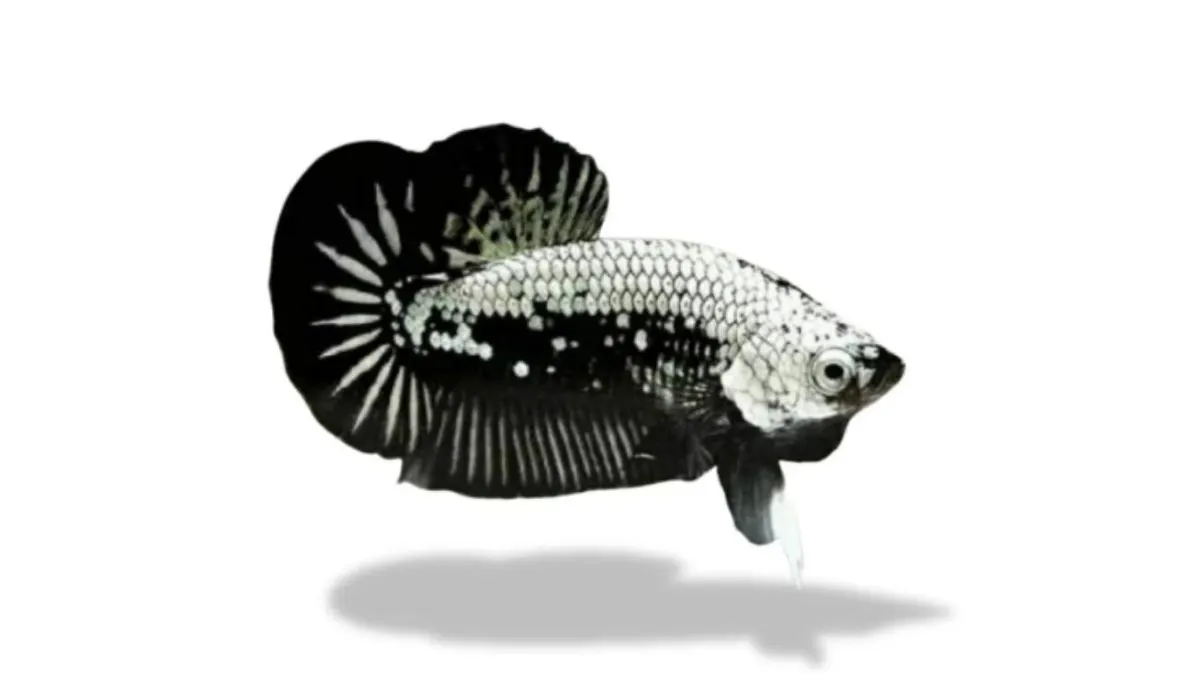 Ilustrasi gambar Ikan Cupang Plakat Samurai