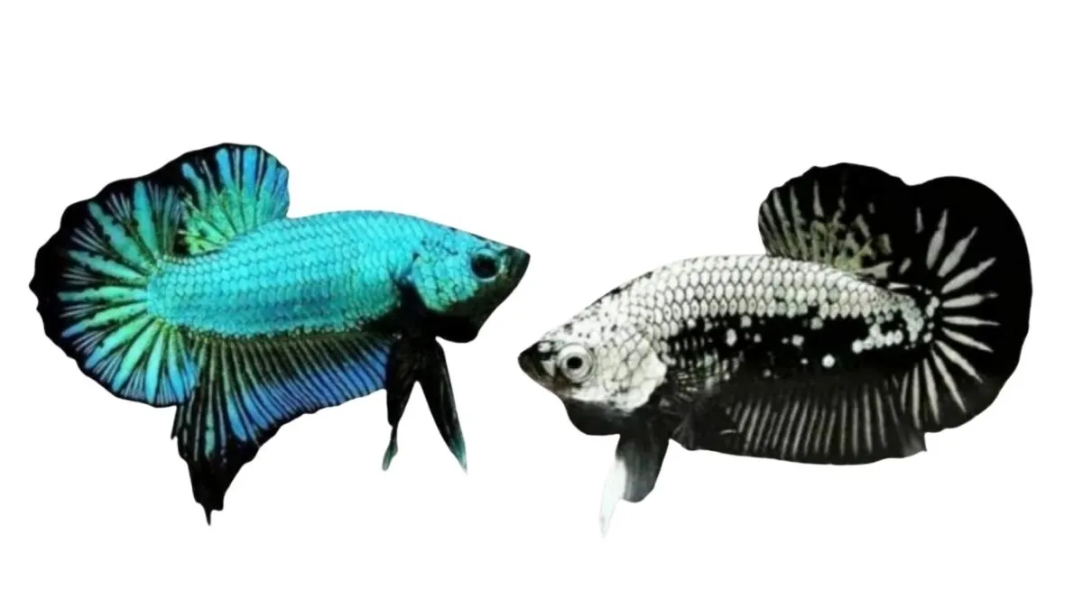 Ilustrasi gambar ikan cupang plakat dragon dan ikan cupang plakat black samurai