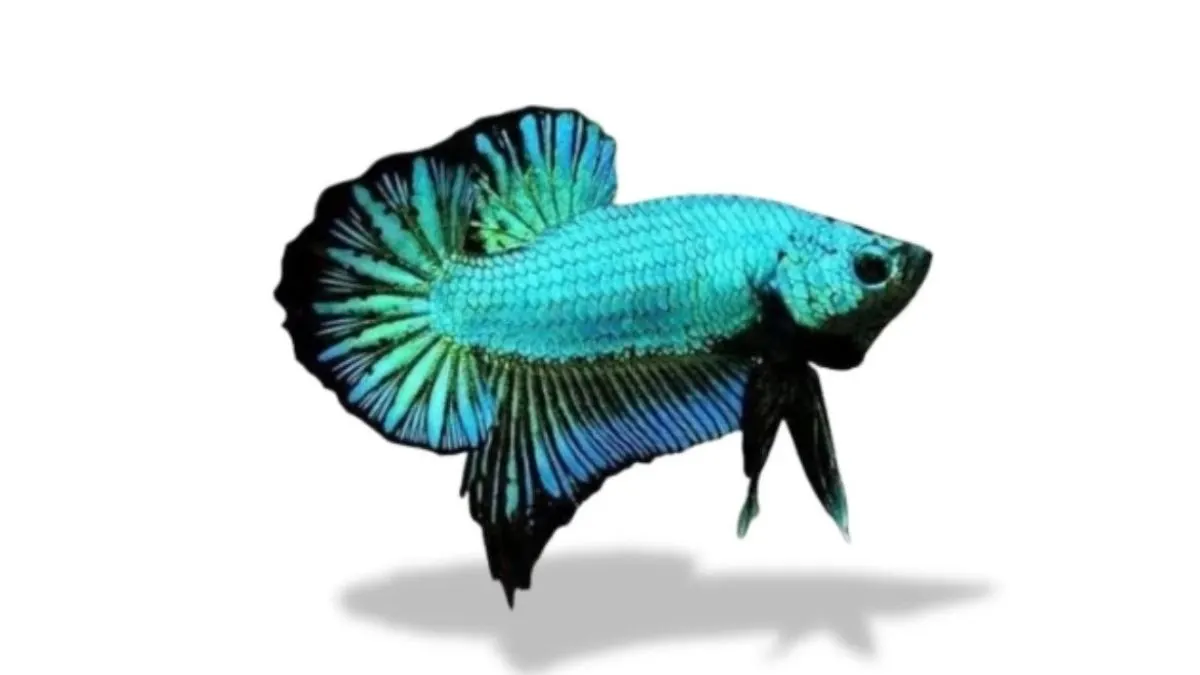 Gambar ikan cupang plakat dragon