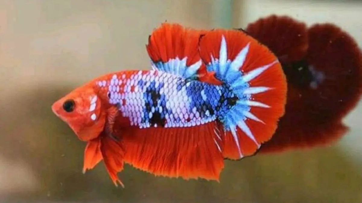 Ilustrasi gambar ikan cupang plakat hellboy