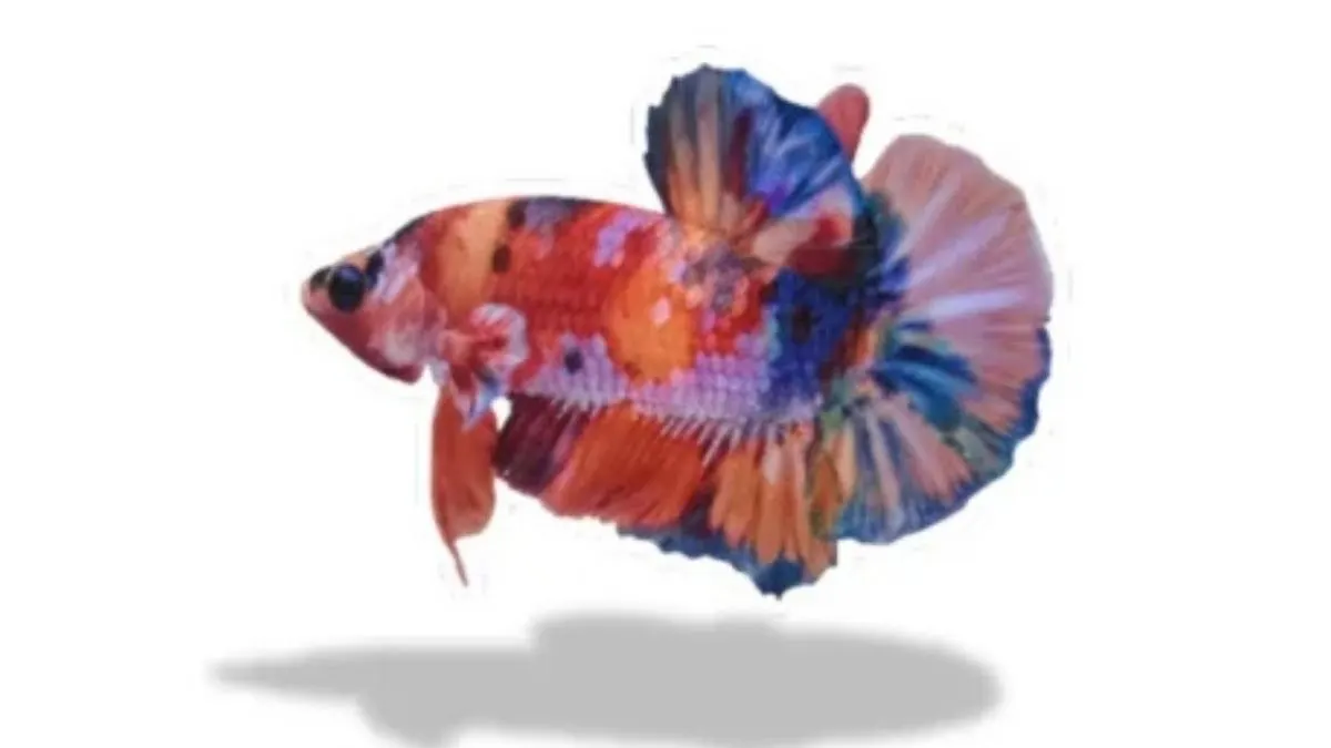 Gambar ikan cupang plakat multicolour