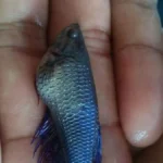 gambar-ikan-cupang-sirip-nanas-tegak Ilustrasi ikan cupang dengan sirip nanas atau sirip berdiri