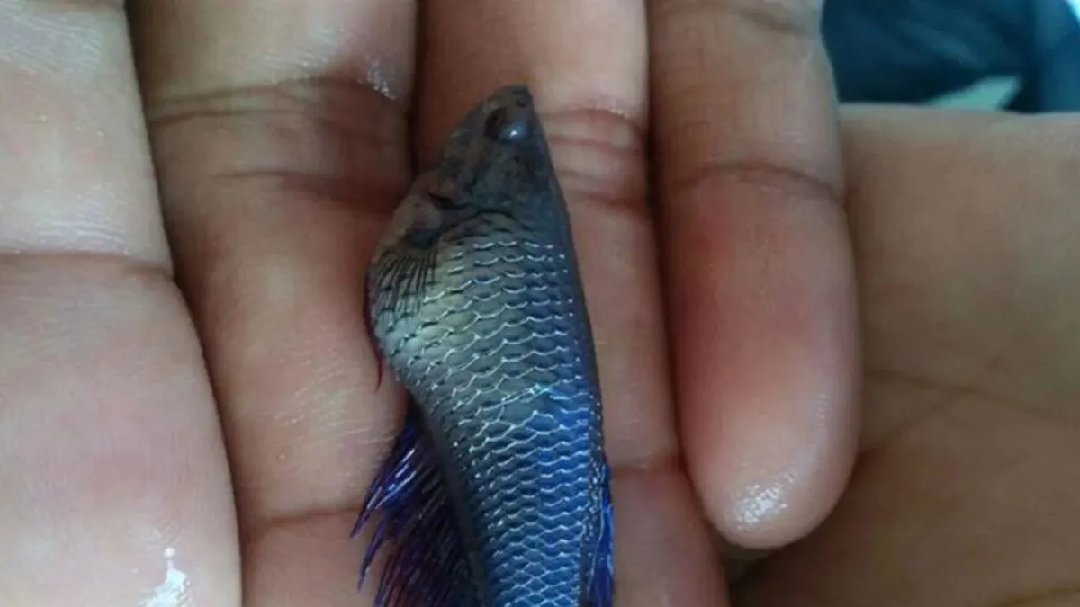 Ilustrasi ikan cupang dengan sirip nanas atau sirip berdiri