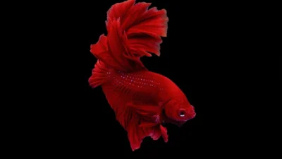 Gambar ikan cupang super red