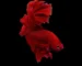 Gambar ikan cupang super red