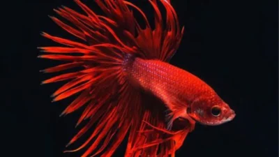Ilustrasi ikan cupang super red crowntail