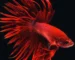 Ilustrasi ikan cupang super red crowntail