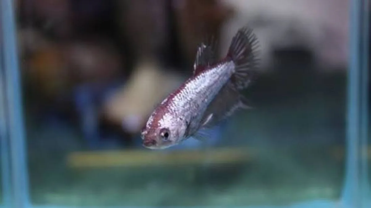 Ilustrasi gambar ikan cupang yang warnanya pucat