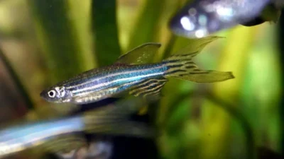Ilustrasi gambar ikan danio slayer biru