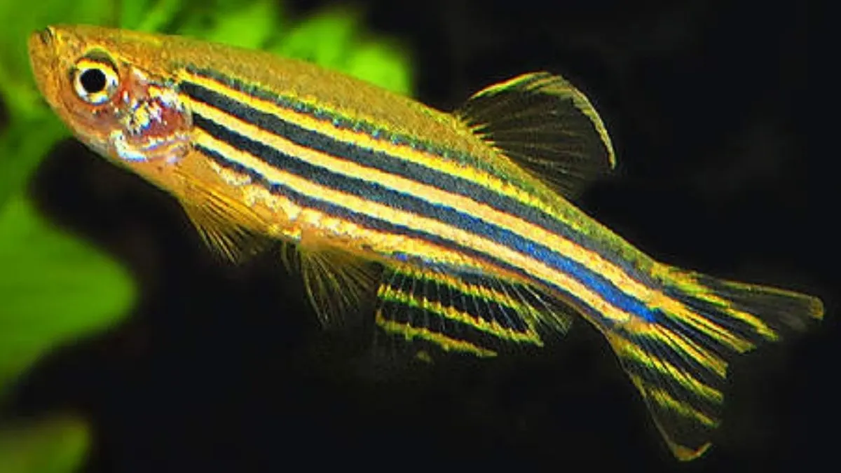 Ilustrasi ikan danio zebra