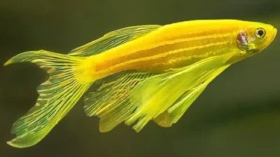 Gambar danio slayer kuning yang siripnya panjang