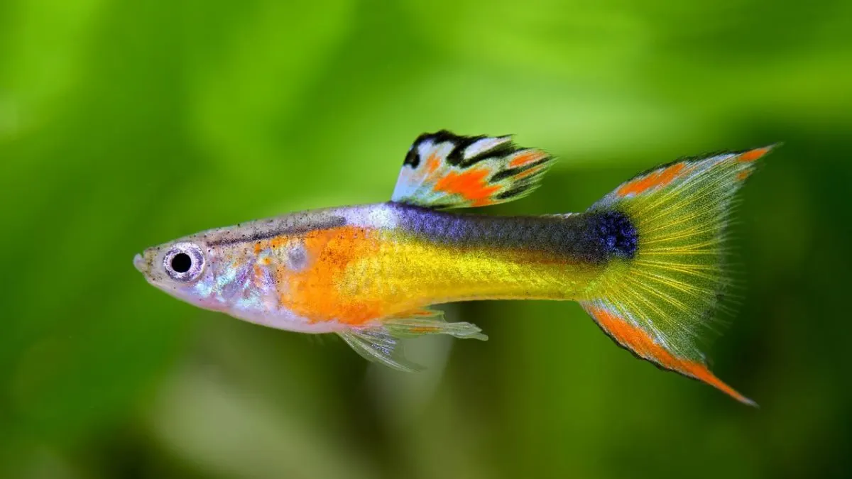 Ilustrasi indukan sehat guppy yang cocok untuk artikel cara budidaya dengan ikan guppy