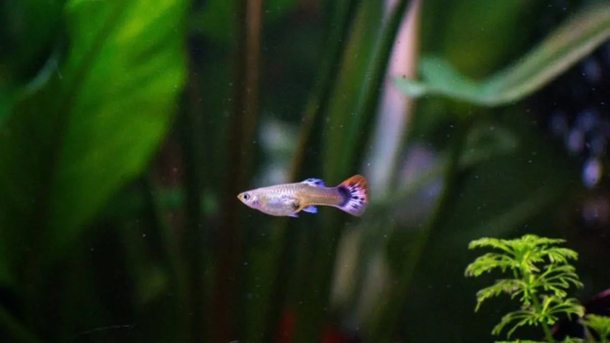 Gambar ikan guppy kecil