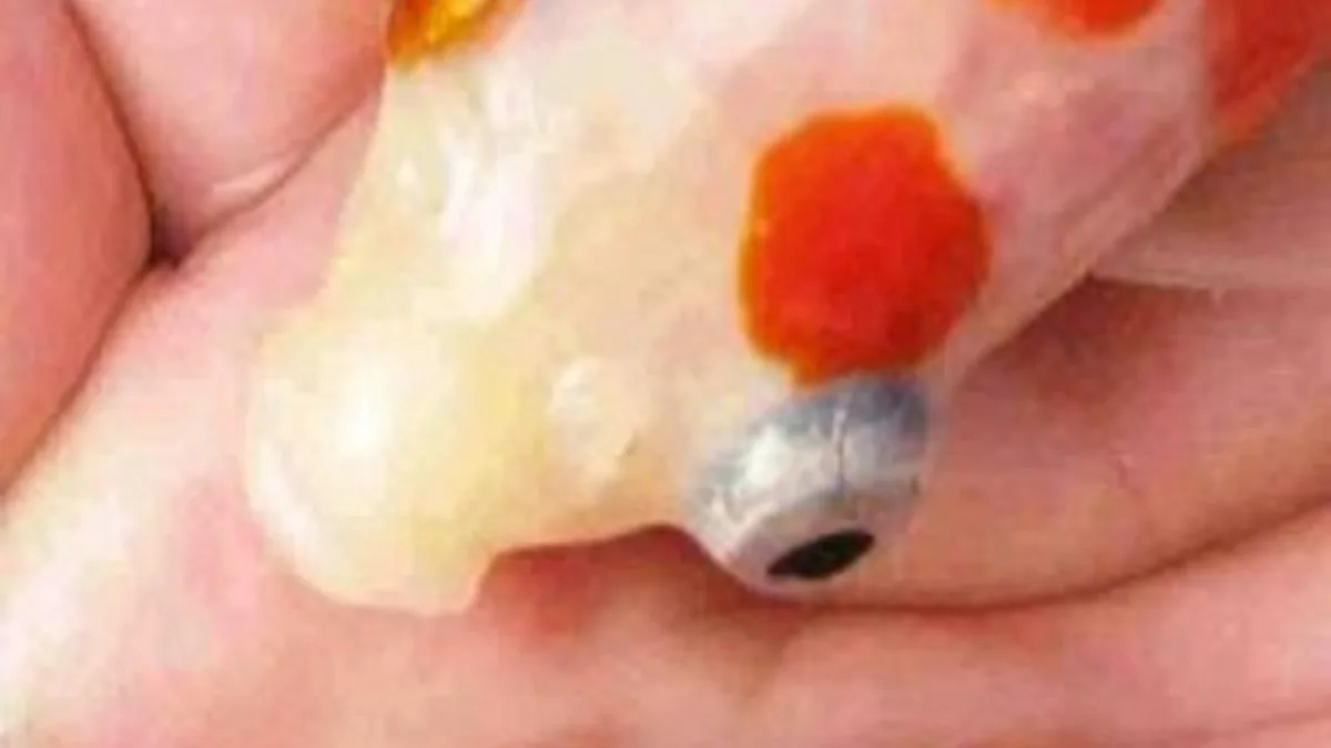 gambar-ikan-koi-dengan-penyakit-mata-keluar- atau-pop-eye Ilustrasi penyakit ikan koi pop eye atauu mata keluar