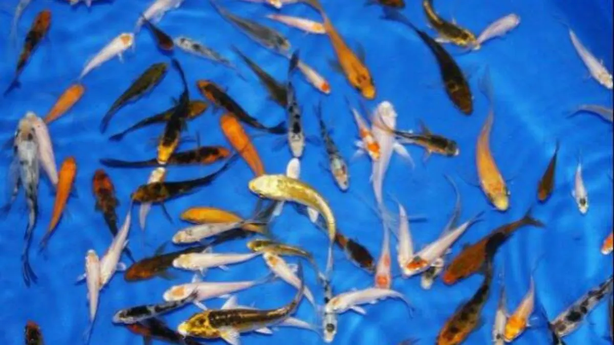 gambar-ikan-koi-di-bak Ilustrasi gambar budidaya ikan koi kecil muda