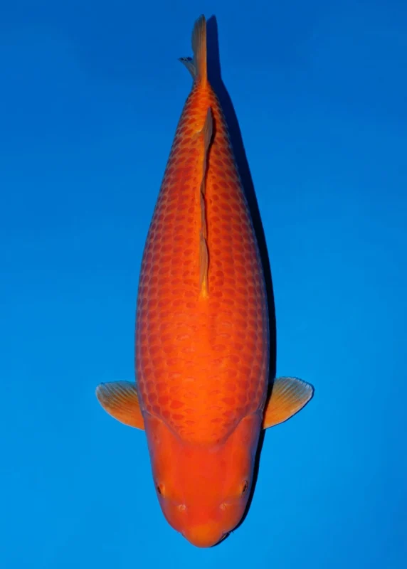 Ilustrasi jenis ikan koi kawarimono-B