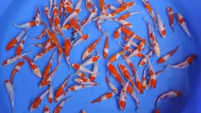Ilustrasi gambar ikan koi kecil