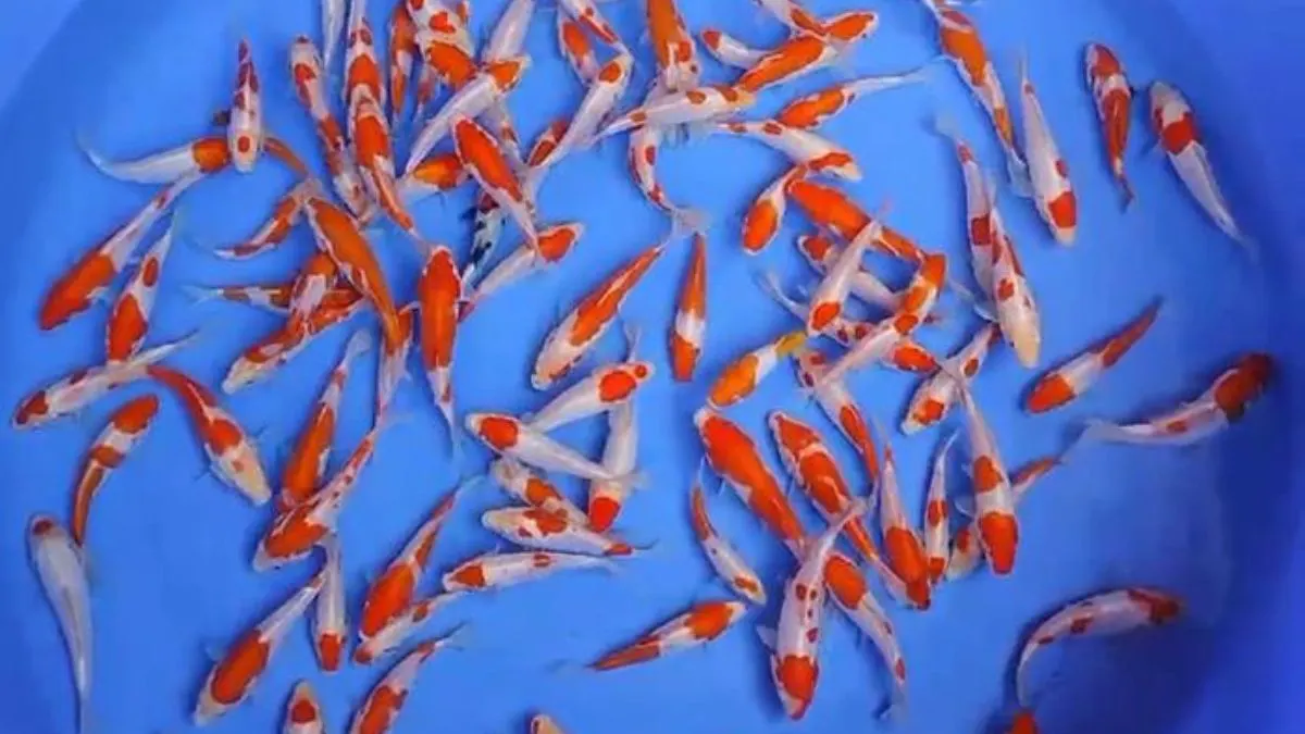 Ilustrasi gambar ikan koi kecil