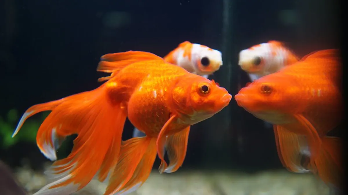 Ilustrasi gambar ikan mas koki di akuarium pemijahan yang cocok untuk artikel cara budidaya ikan mas koki