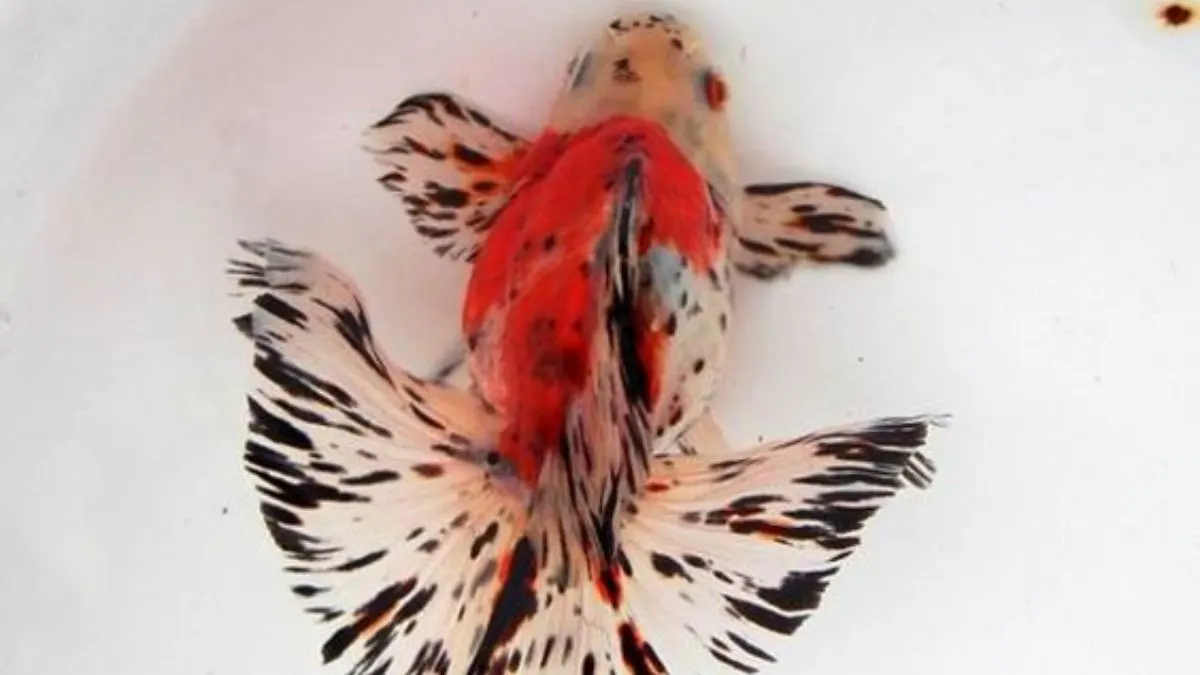 Ilustrasi ikan koki ekor kupu-kupu