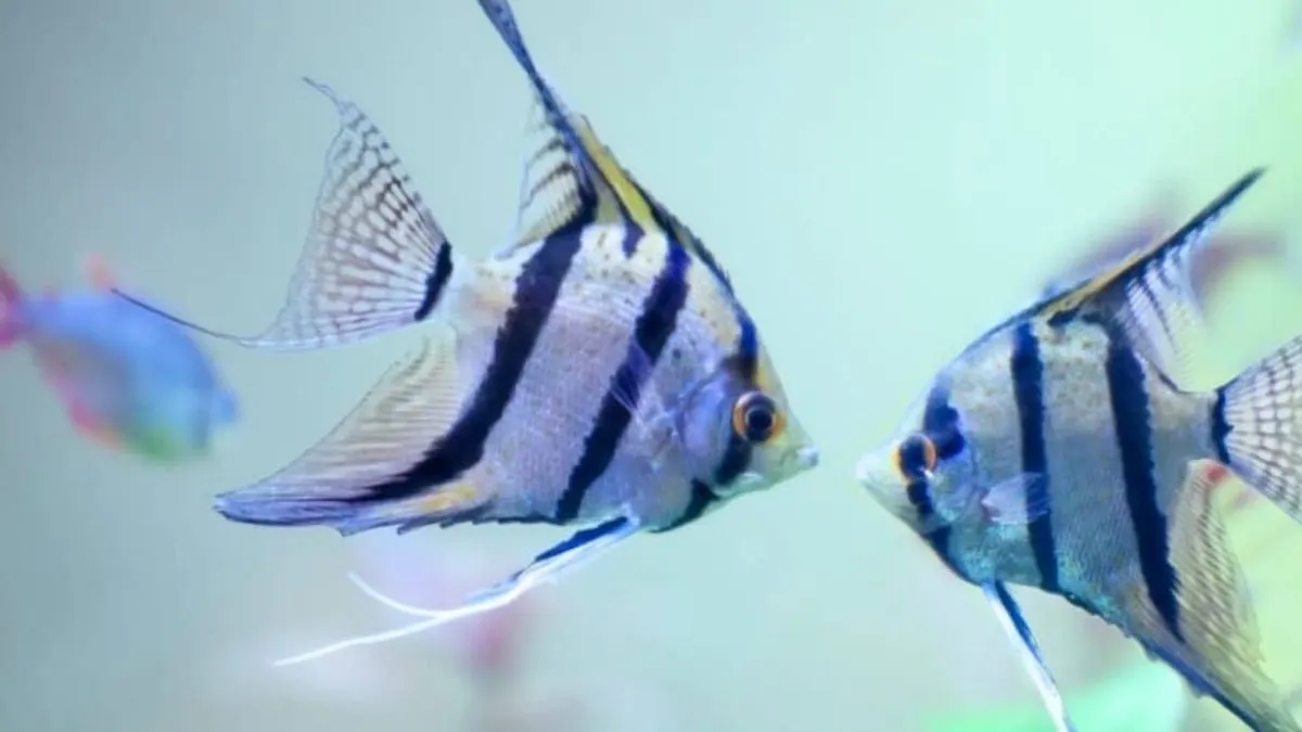 gambar-ikan-manfish-jantan-dan-betina Ilustrasi gambar ikan manfish jantan dan betina.