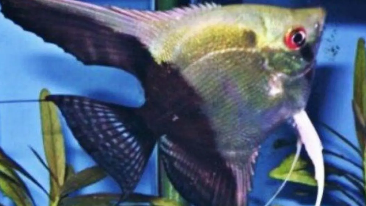 gambar-ikan-manfish-jenis-half-black Gambar jenis ikan manfish Half black